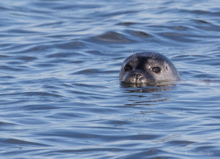 Gewone zeehond