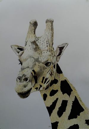 Giraffe