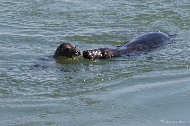 grijze zeehond