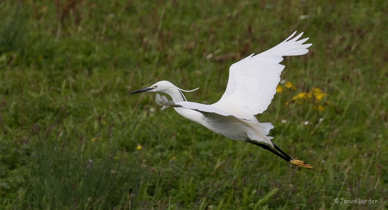 kleine zilverreiger