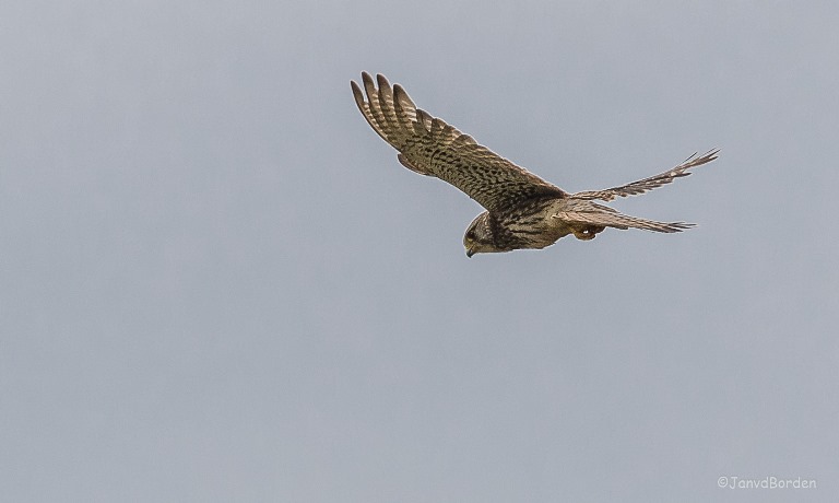 Torenvalk in vlucht