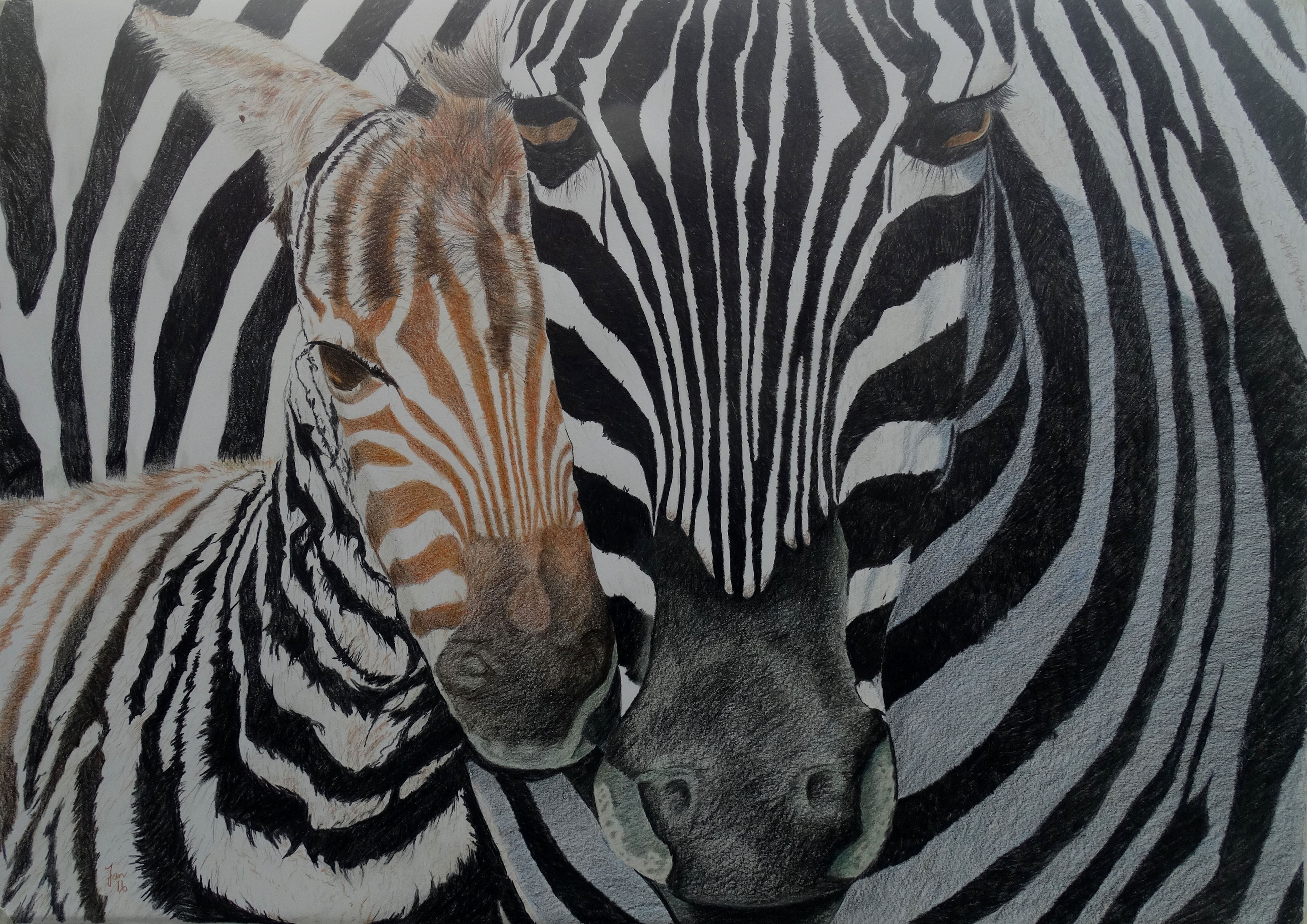 Zebra met jong