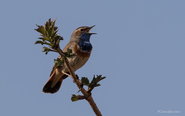 Blauwborst