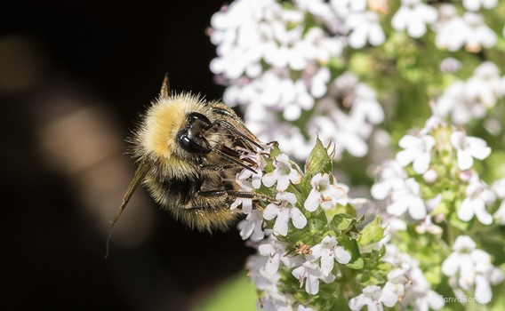 Hommel op thijm