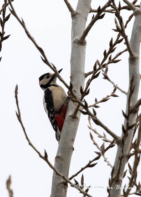 Great spotted woodpecker