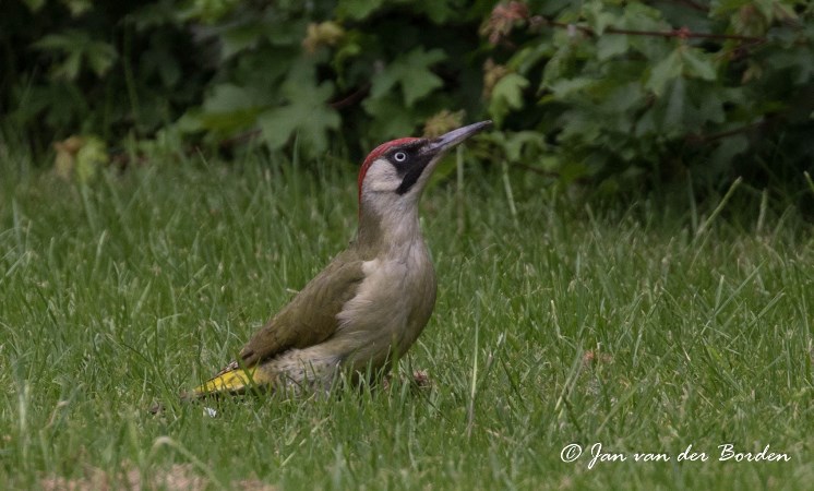 Groene specht