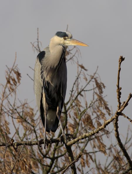 Blauwe reiger