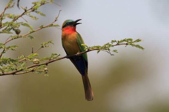 Madagaskar bijeneter