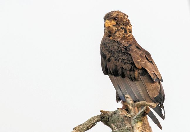 jonge bateleur