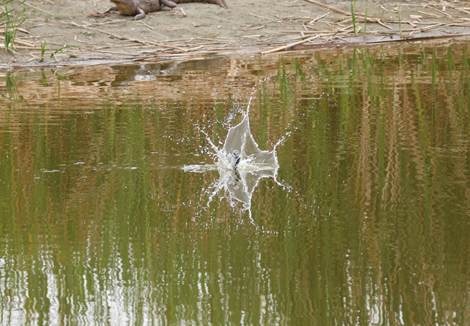 Bonte ijsvogel