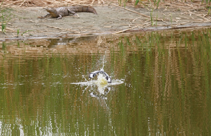 Bonte ijsvogel