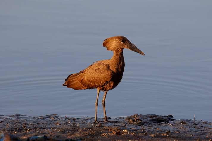 Hamerkop