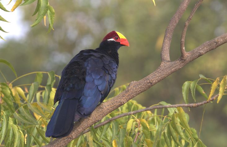 Violet turaco