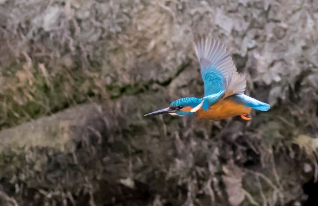 Ijsvogel in vlucht