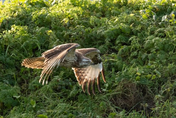 Buizerd