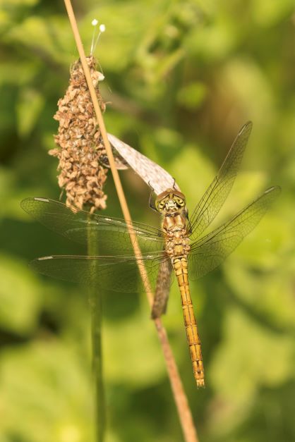 Heidelibel