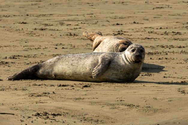 Gewone zeehond