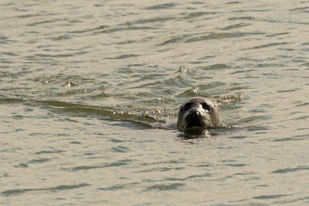 Gewone zeehond