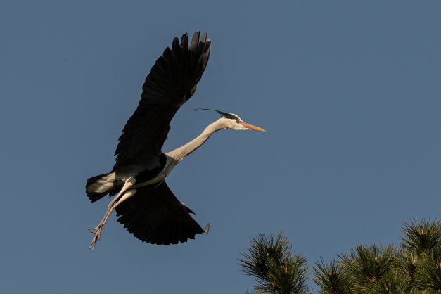 Blauwe reiger vliegt