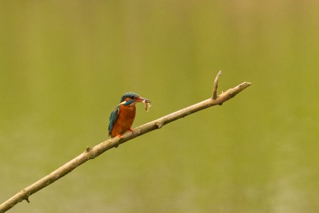 IJsvogel met visje