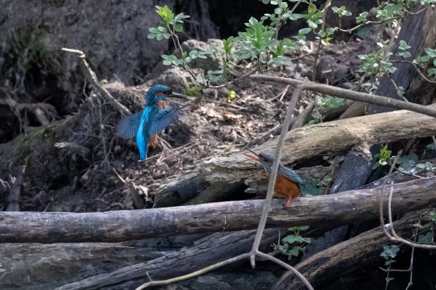 IJsvogels lokroep