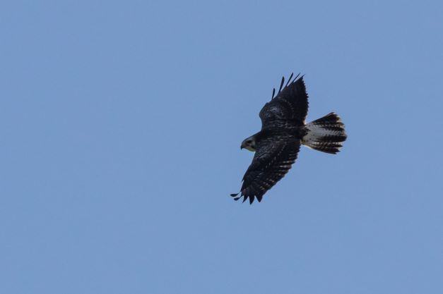 Buizerd