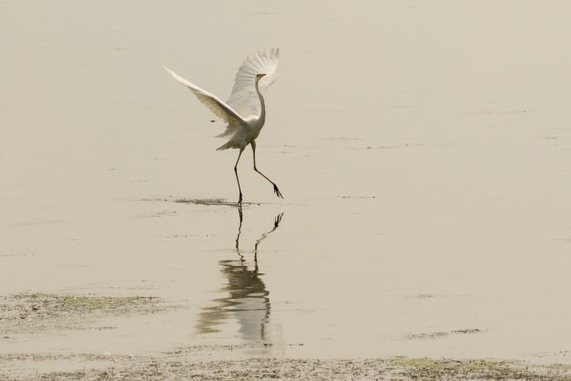 Grote zilverreiger