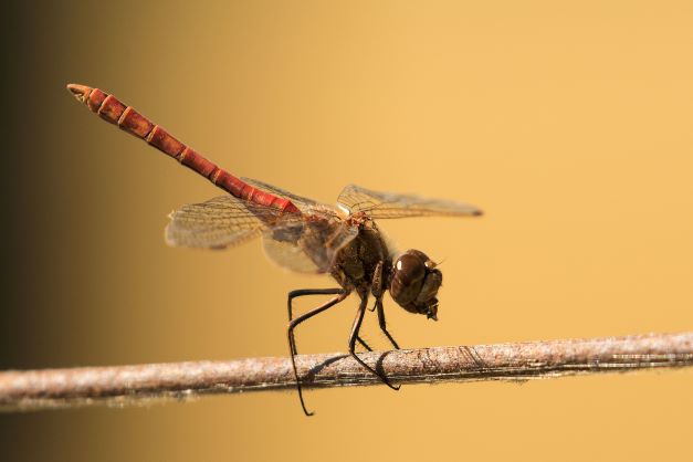 Bloedrode heidelibel