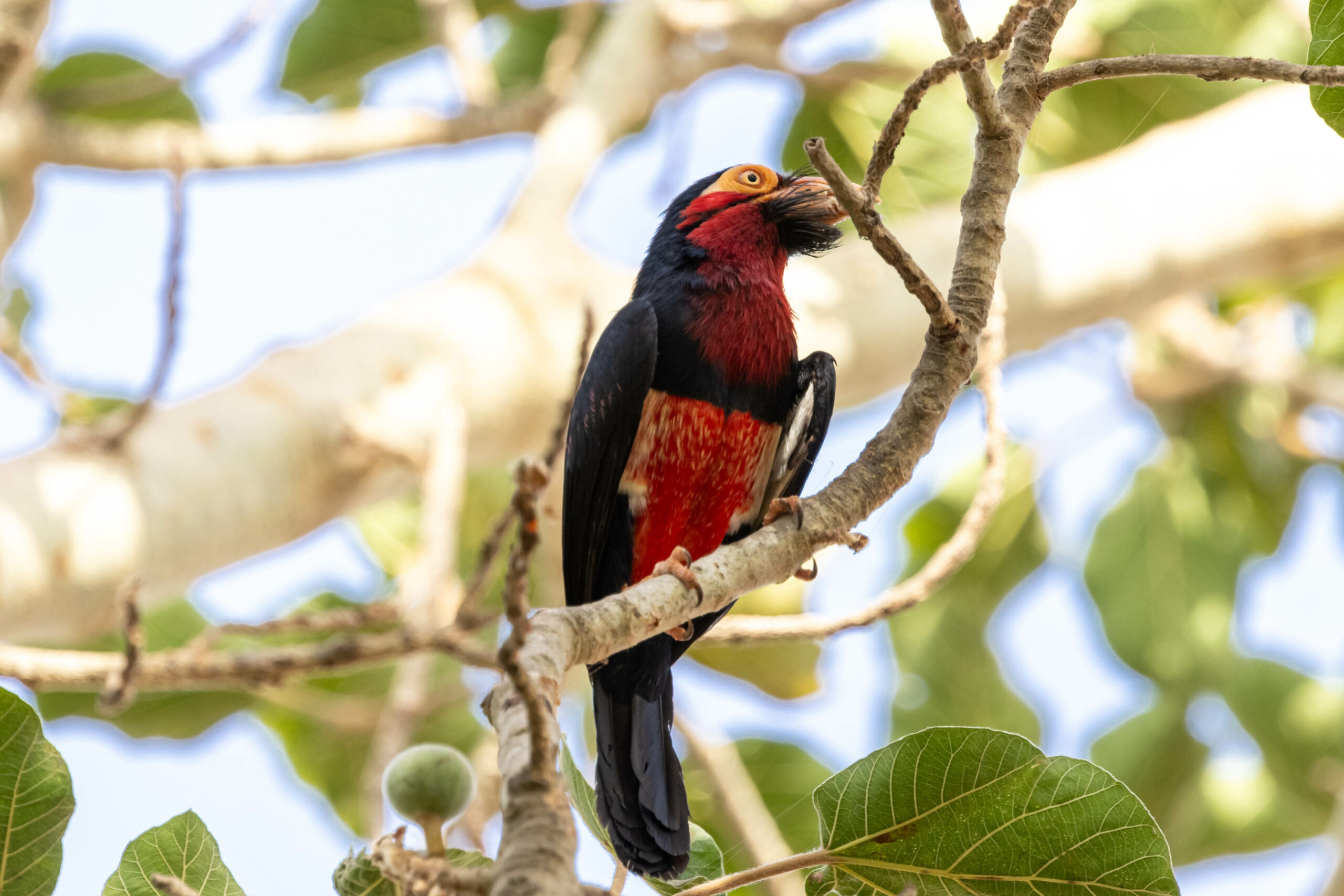 Zwartbandbaardvogel