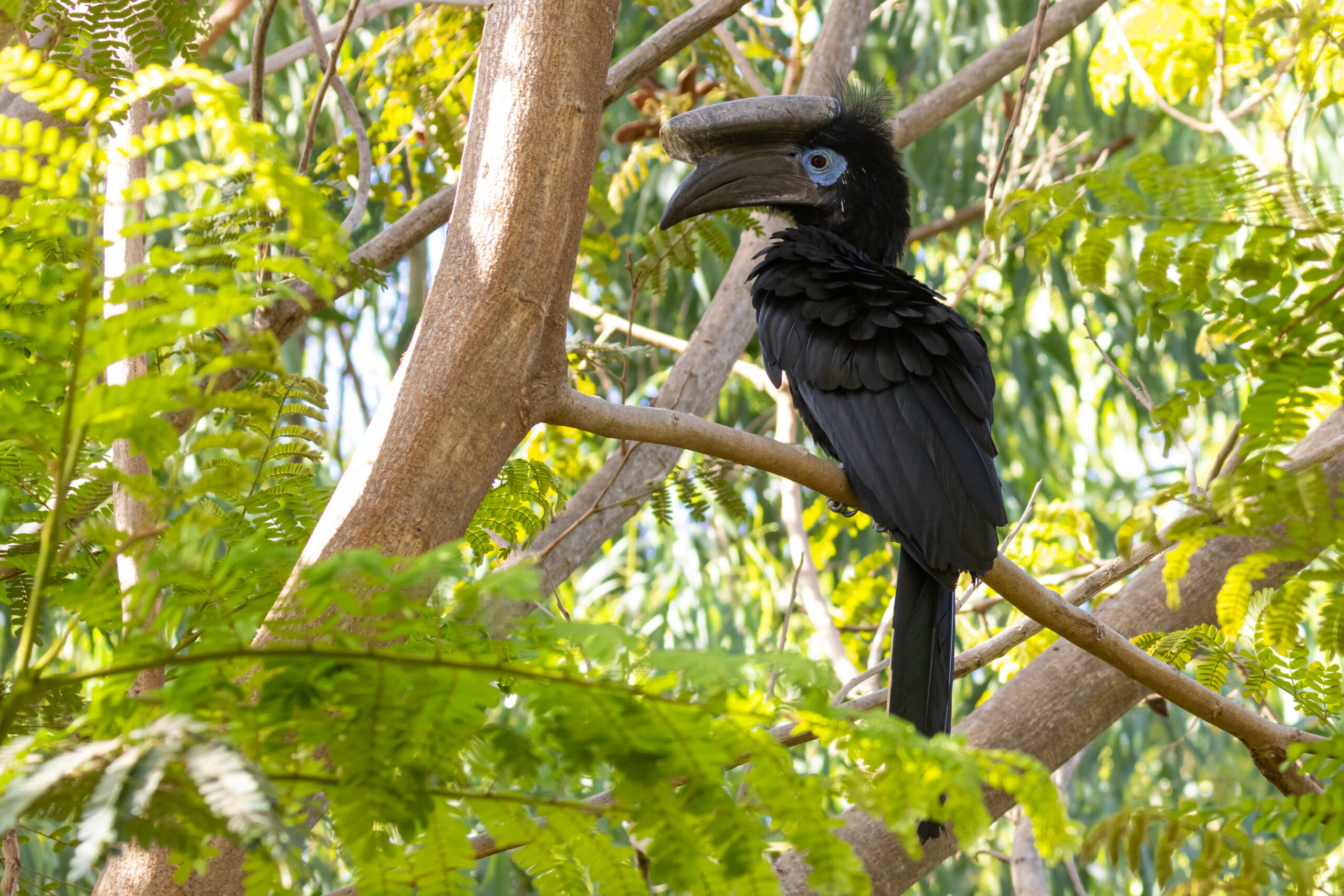 Blauwkeelneushvogel