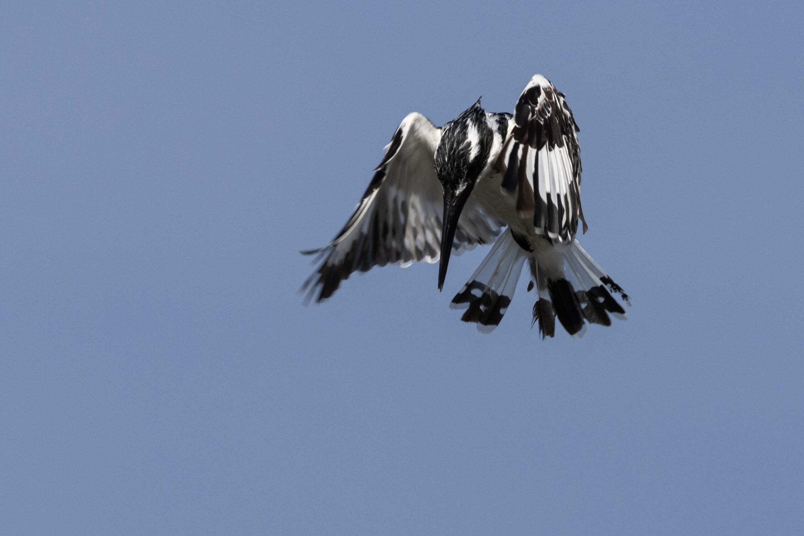 Bonte ijsvogel