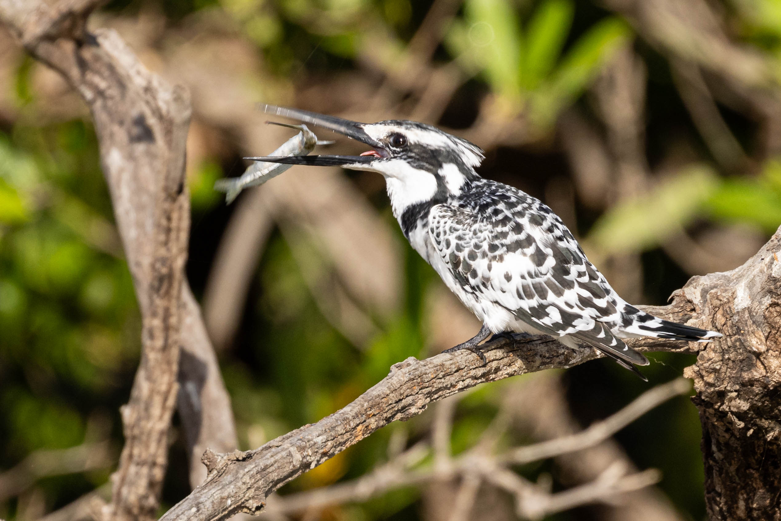 Bonte ijsvogel