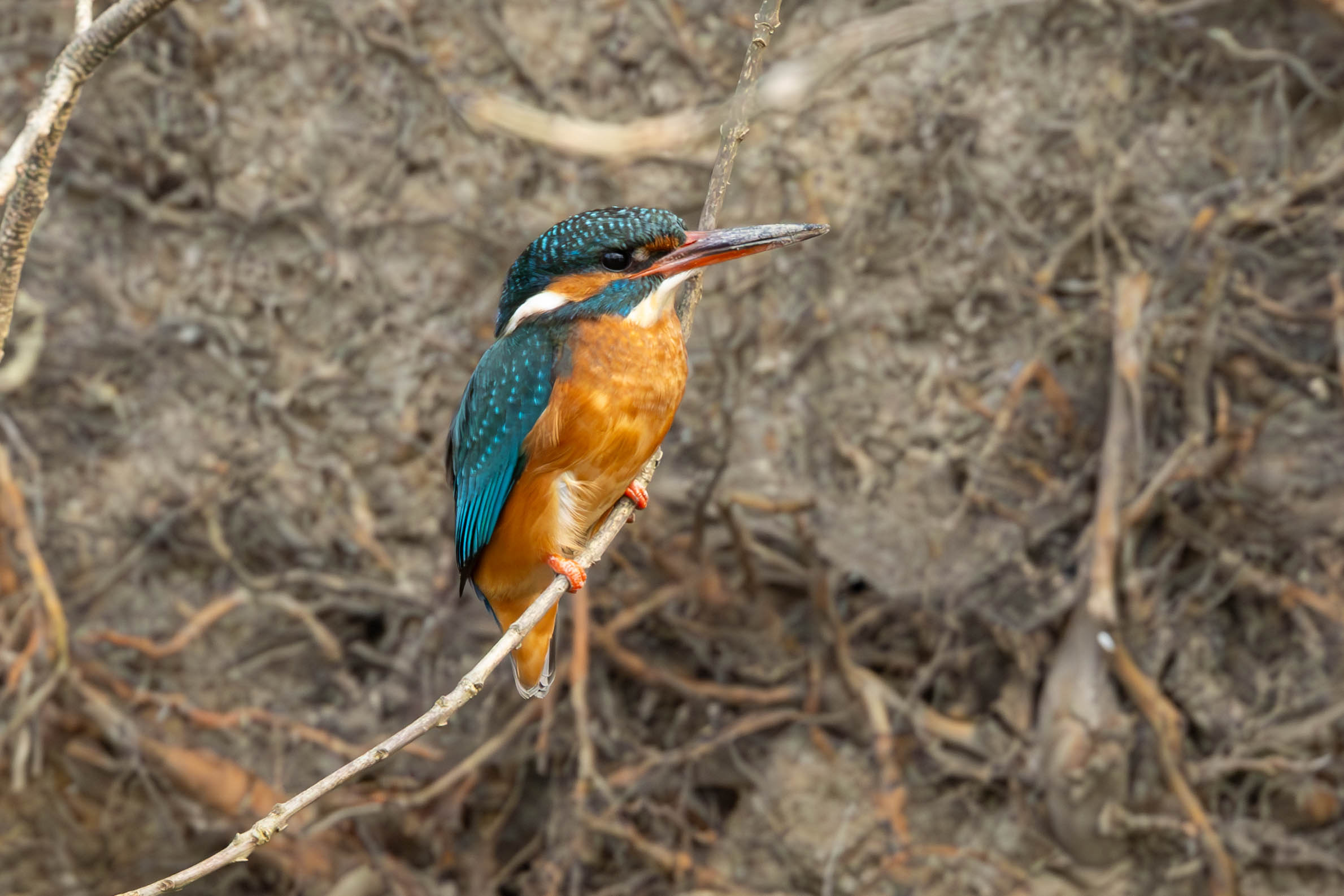 IJsvogel