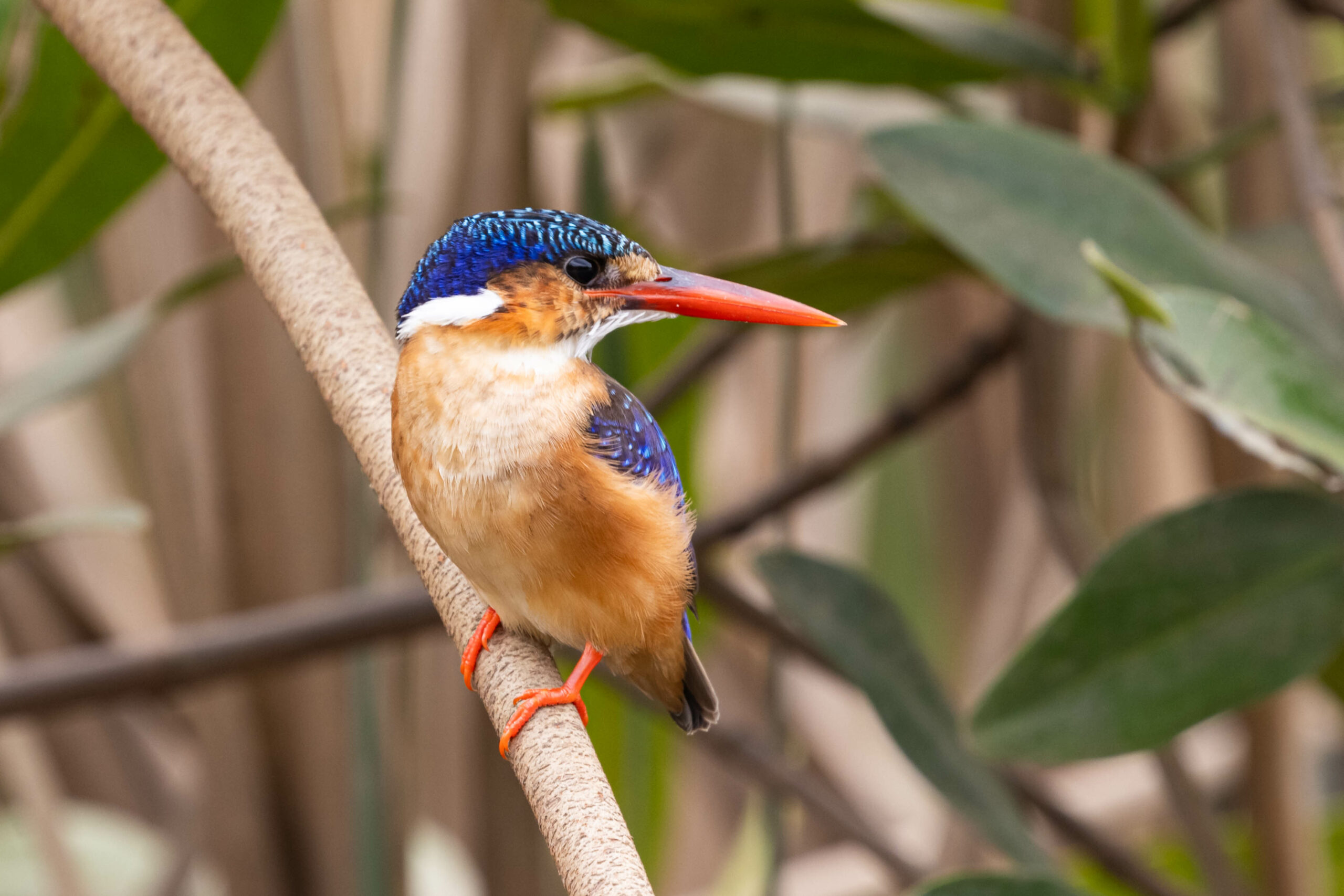 Malachiet ijsvogel