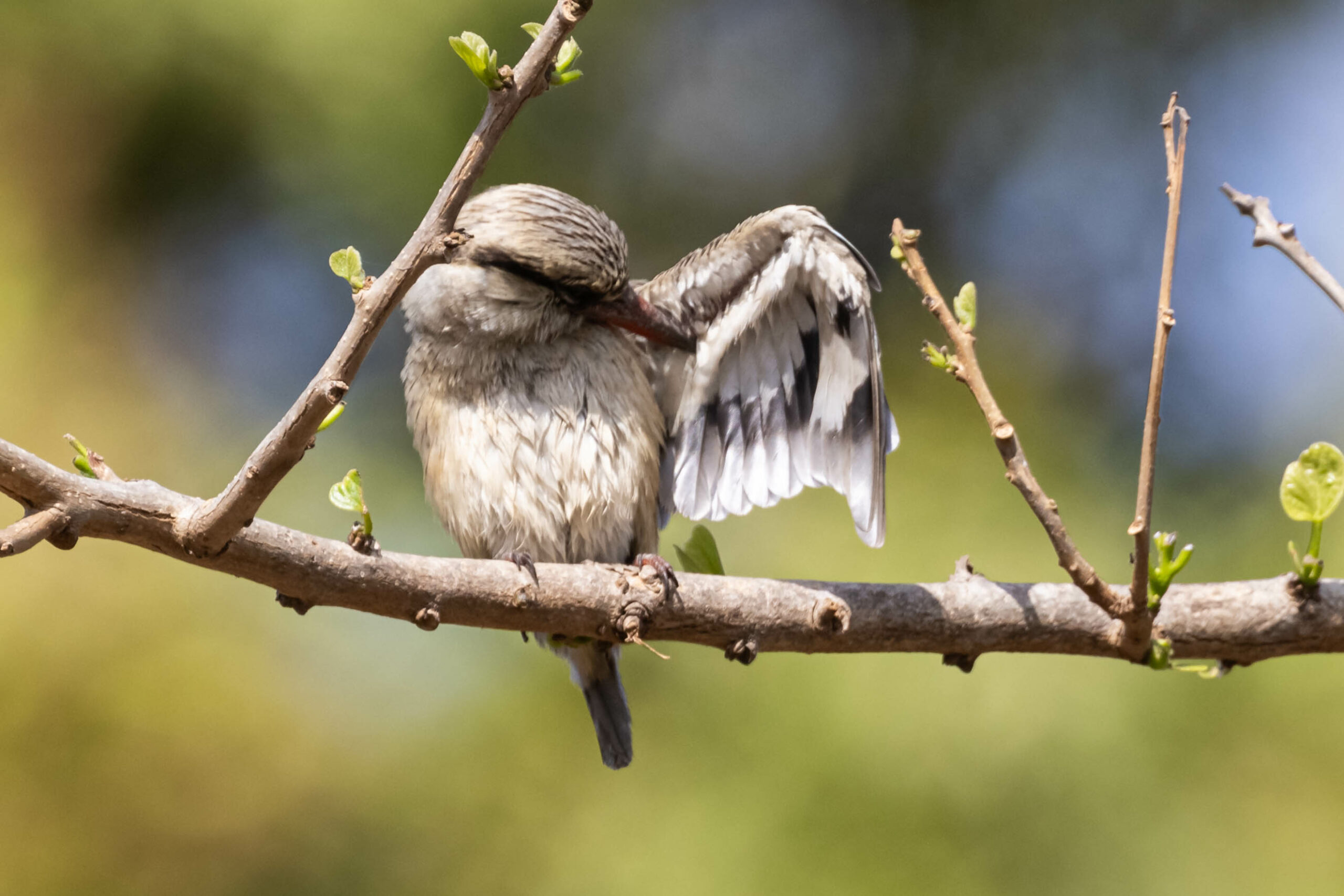 Gestreepte ijsvogel