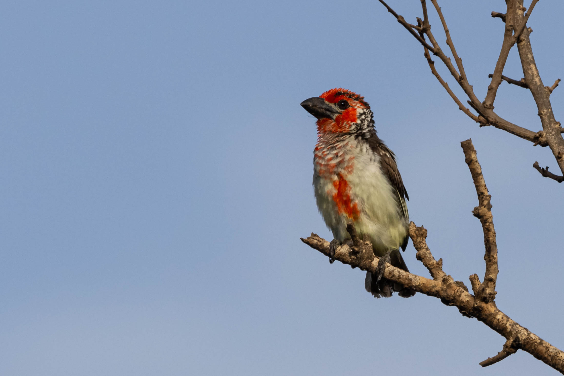 Roodgelebaardvogel