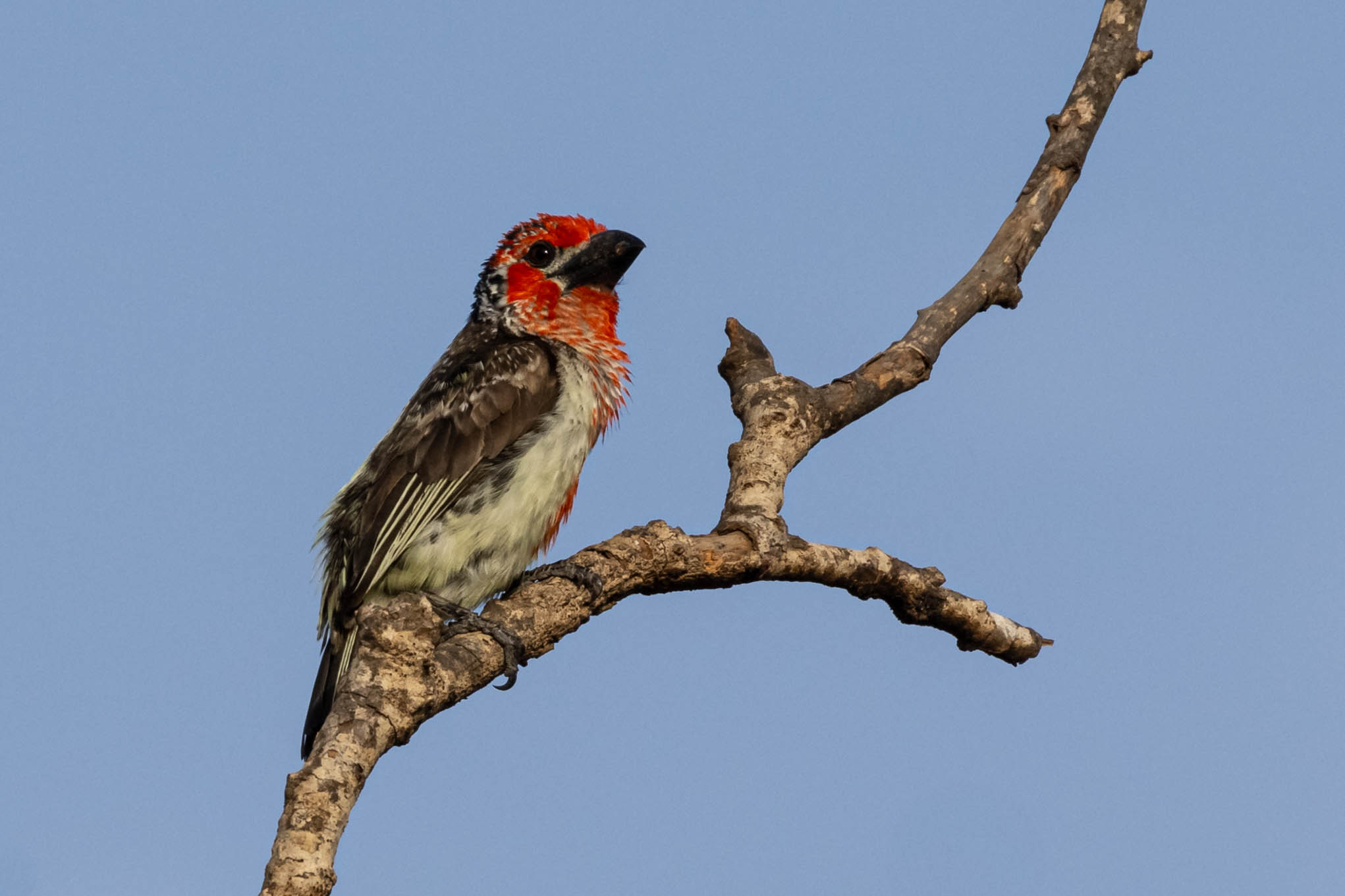 Roodgelebaardvogel