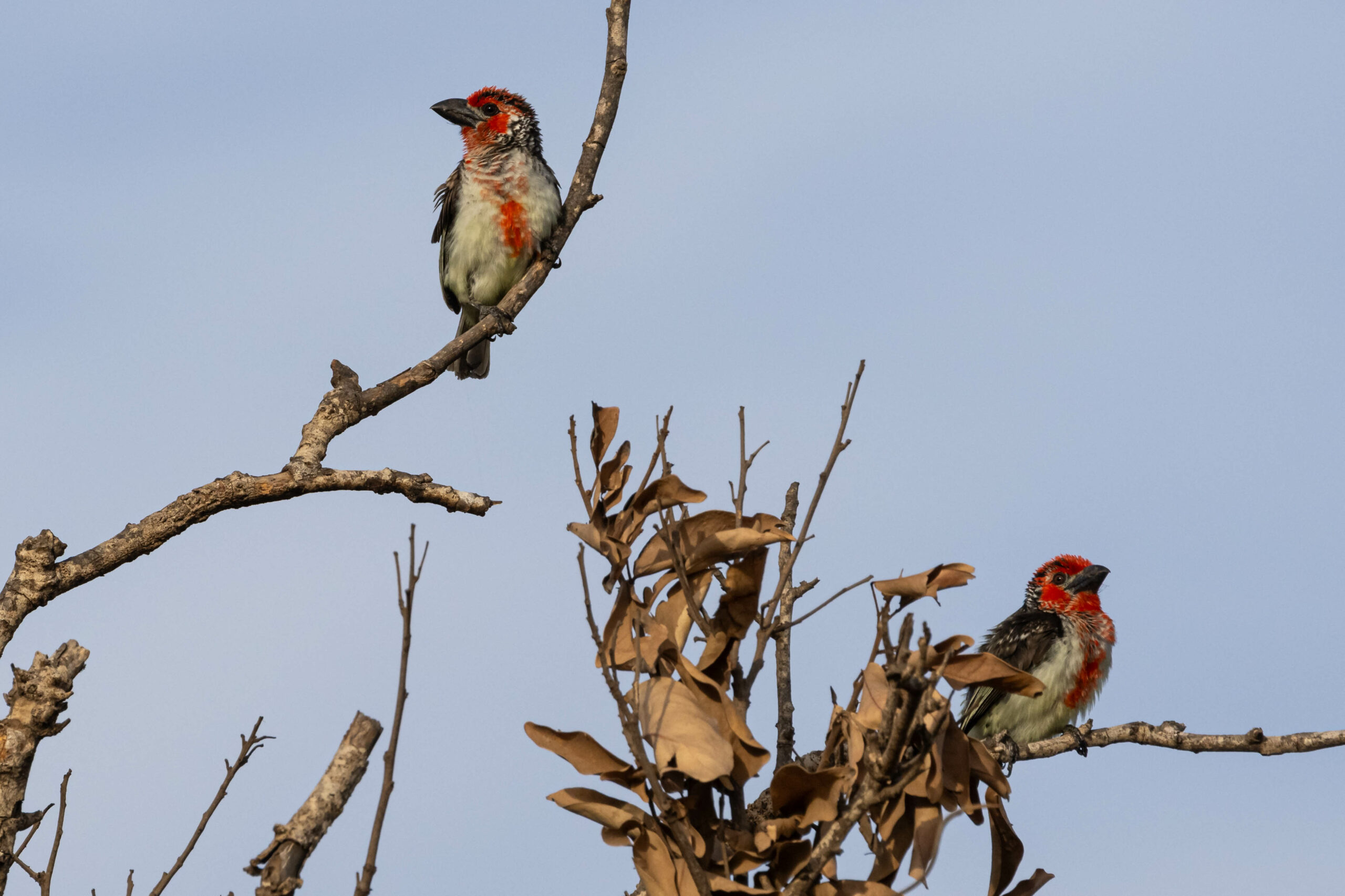 Roodgelebaardvogel