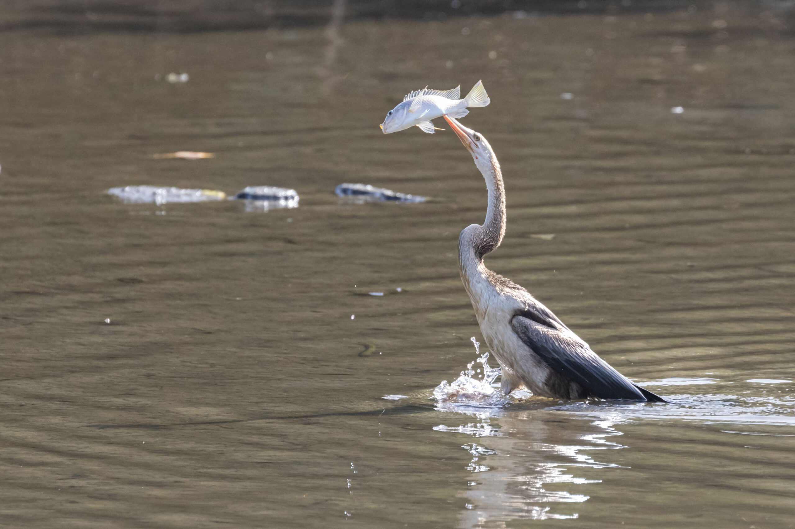 Slangenhalsvogel