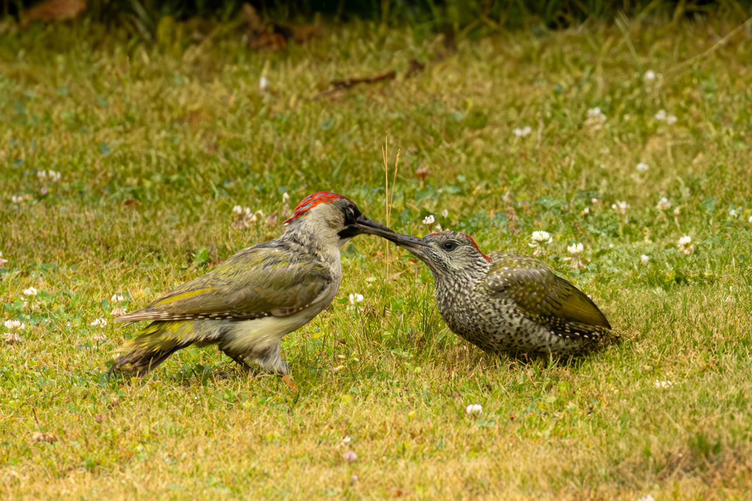 Groene specht